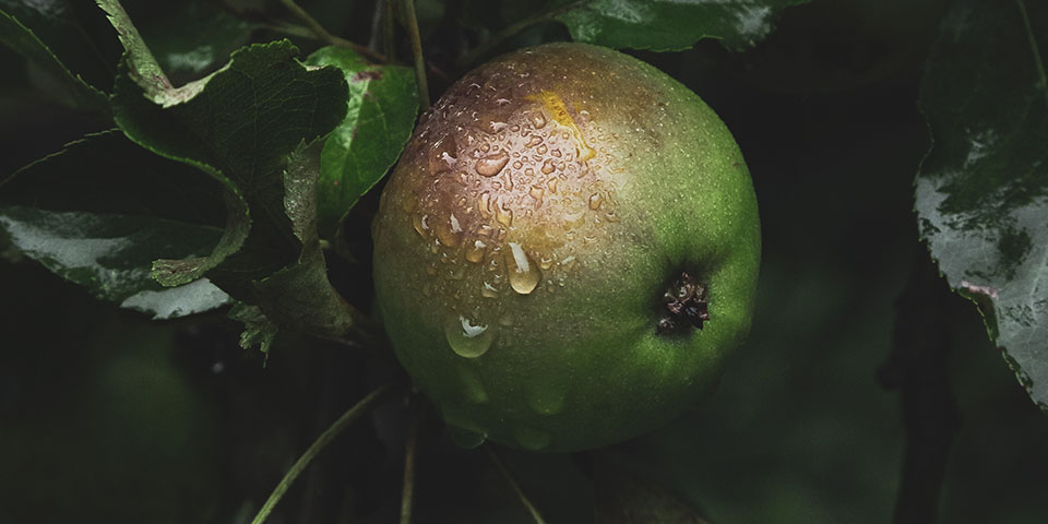 Äpple