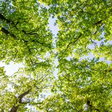 Hur kan jag lindra pollenallergi?