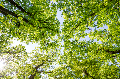 Vad är året-runt-allergi – och hur kan jag behandla det?  