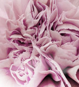 En djupdykning i Klimakterierapporten